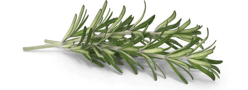 Rosmarin